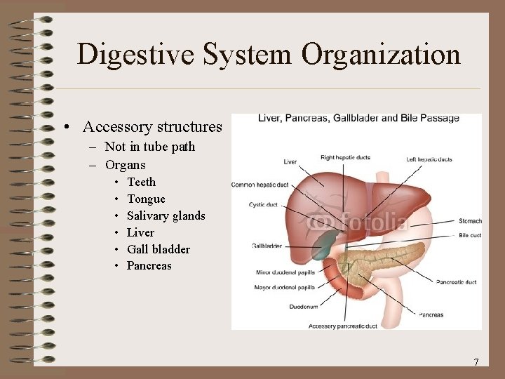 Digestive System Organization • Accessory structures – Not in tube path – Organs •