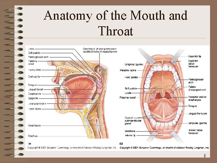 Anatomy of the Mouth and Throat 8 