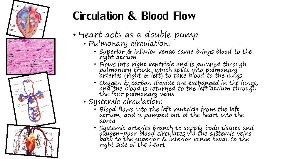 Circulation & Blood Flow • Heart acts as a double pump • Pulmonary circulation: