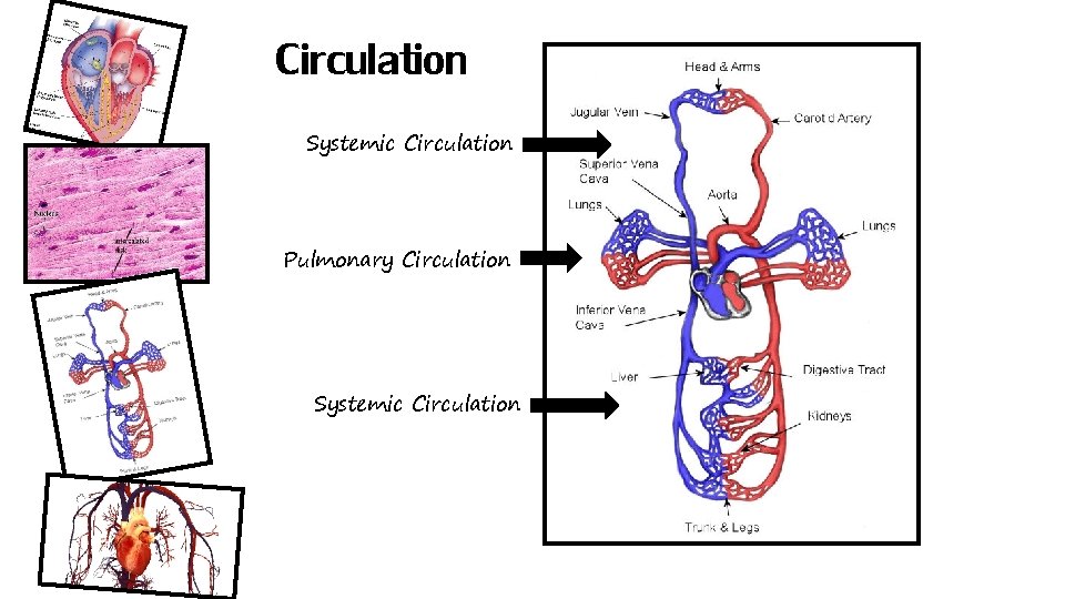 Circulation Systemic Circulation Pulmonary Circulation Systemic Circulation 