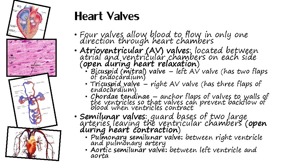 Heart Valves • Four valves allow blood to flow in only one direction through