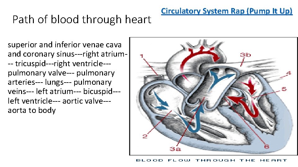 Path of blood through heart superior and inferior venae cava and coronary sinus---right atrium--