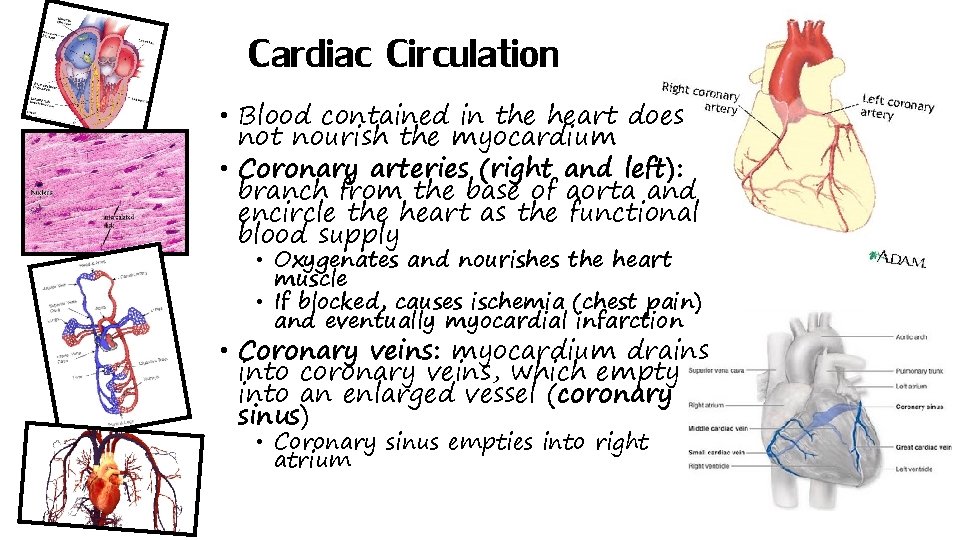 Cardiac Circulation • Blood contained in the heart does not nourish the myocardium •