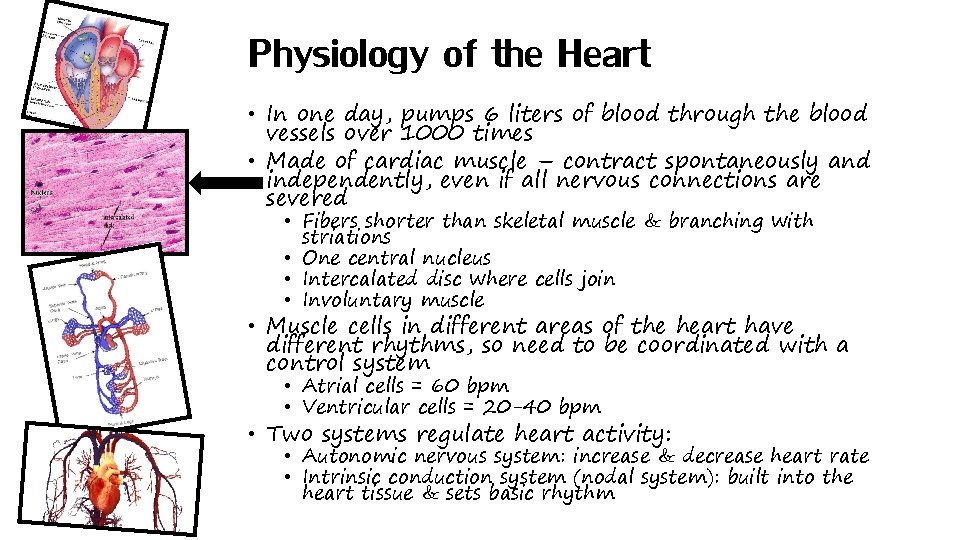 Physiology of the Heart • In one day, pumps 6 liters of blood through