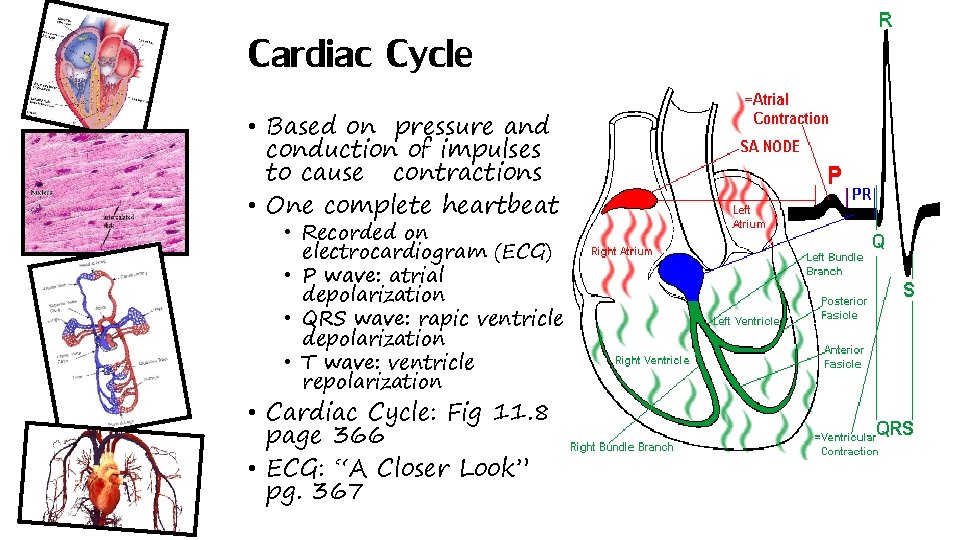 Cardiac Cycle • Based on pressure and conduction of impulses to cause contractions •