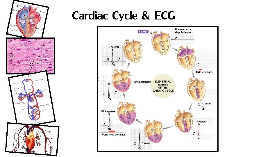 Cardiac Cycle & ECG 