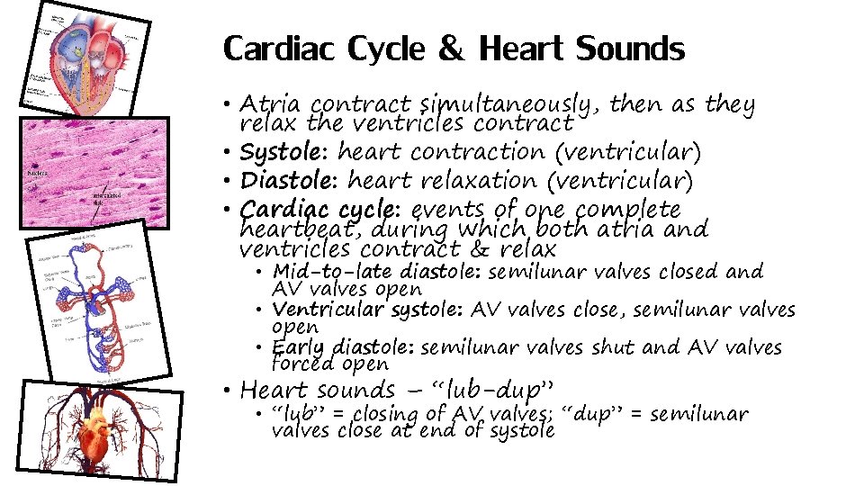 Cardiac Cycle & Heart Sounds • Atria contract simultaneously, then as they relax the