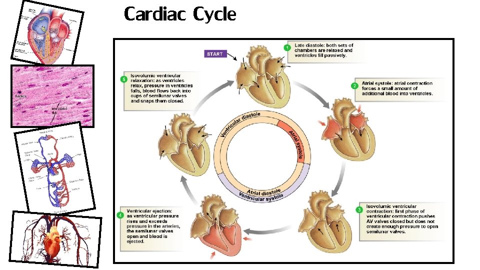 Cardiac Cycle 