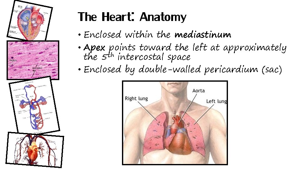 The Heart: Anatomy • Enclosed within the mediastinum • Apex points toward the left