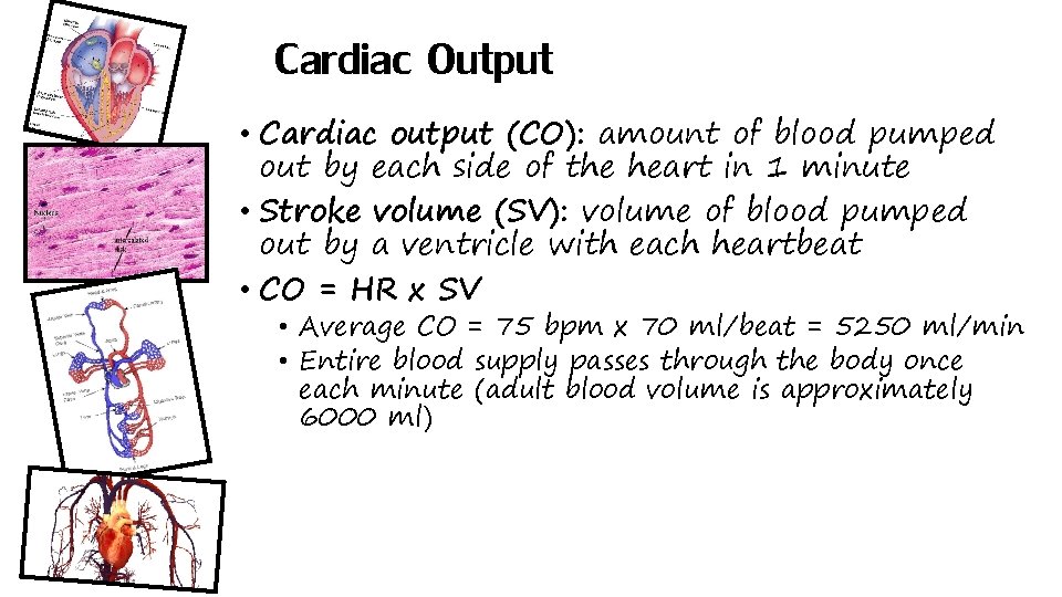 Cardiac Output • Cardiac output (CO): amount of blood pumped out by each side