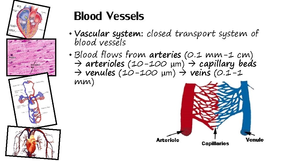 Blood Vessels • Vascular system: closed transport system of blood vessels • Blood flows