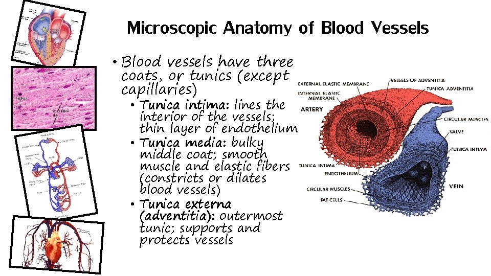 Microscopic Anatomy of Blood Vessels • Blood vessels have three coats, or tunics (except