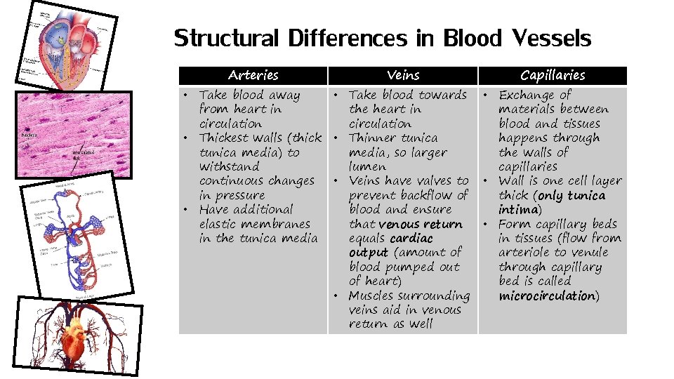 Structural Differences in Blood Vessels Arteries Veins • Take blood away • Take blood