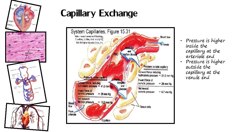 Capillary Exchange • Pressure is higher inside the capillary at the arteriole end •