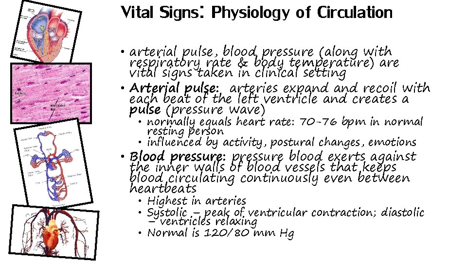 Vital Signs: Physiology of Circulation • arterial pulse, blood pressure (along with respiratory rate