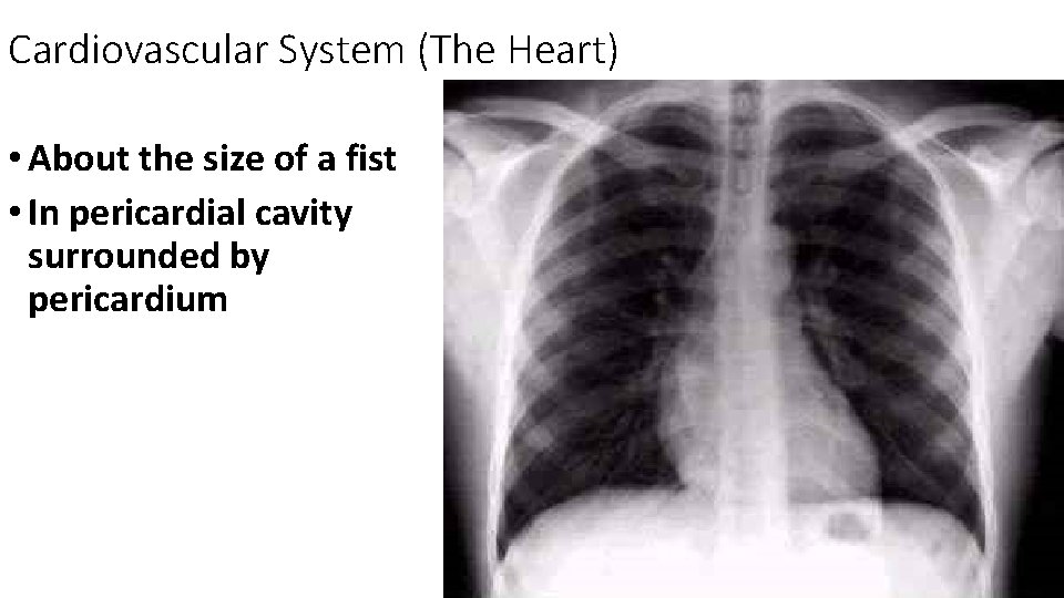 Cardiovascular System (The Heart) • About the size of a fist • In pericardial