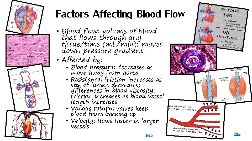 Factors Affecting Blood Flow • Blood flow: volume of blood that flows through any