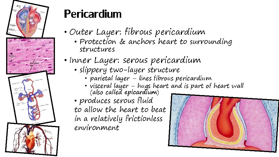 Pericardium • Outer Layer: fibrous pericardium • Protection & anchors heart to surrounding structures