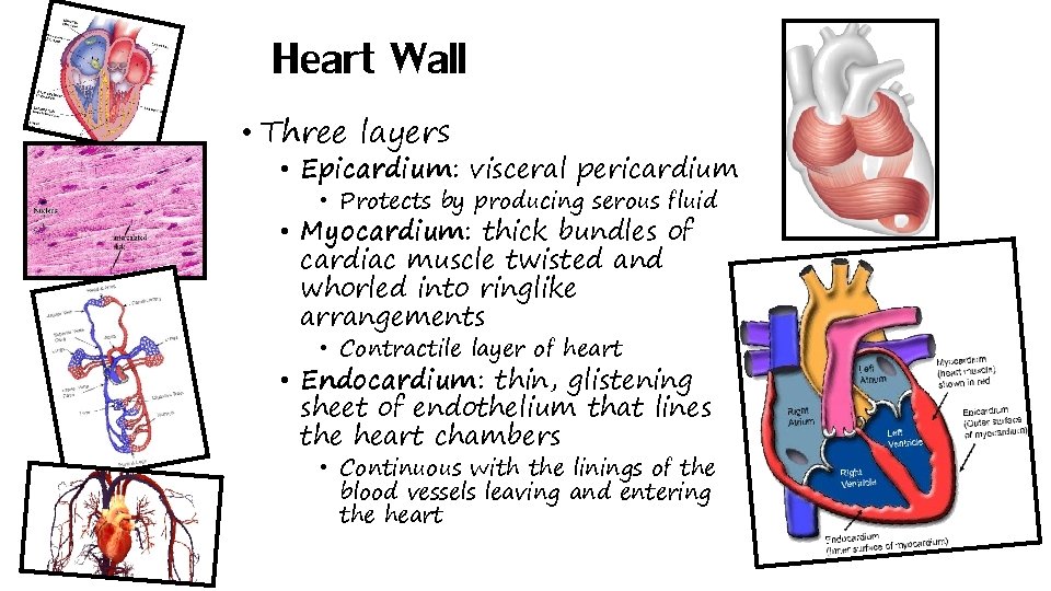 Heart Wall • Three layers • Epicardium: visceral pericardium • Protects by producing serous