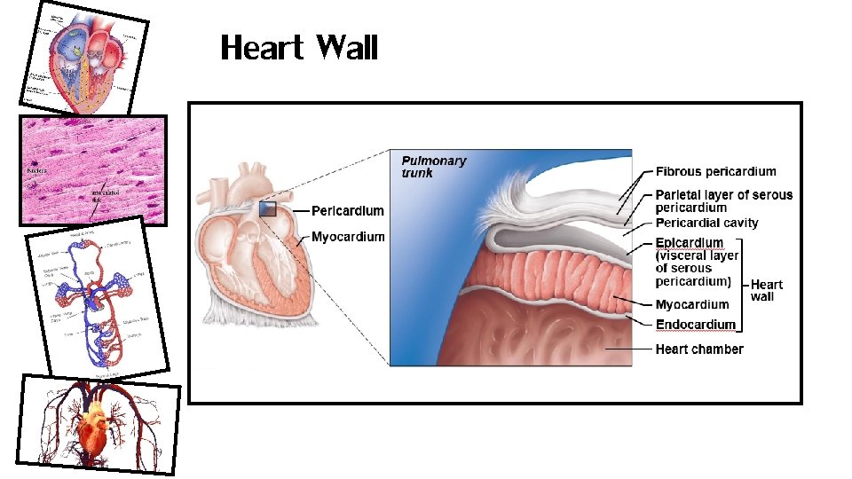 Heart Wall 