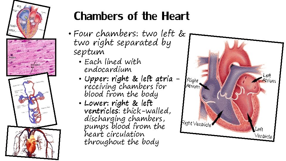 Chambers of the Heart • Four chambers: two left & two right separated by