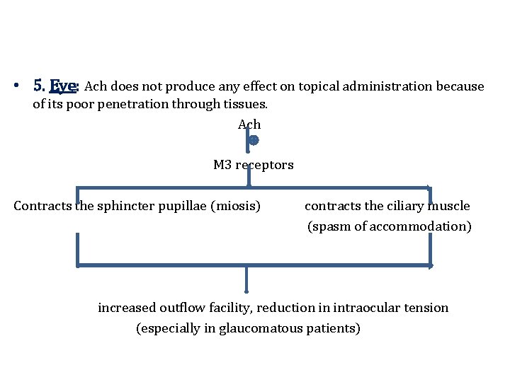  • 5. Eye: Ach does not produce any effect on topical administration because