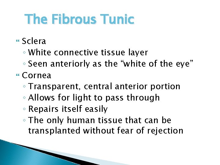 The Fibrous Tunic Sclera ◦ White connective tissue layer ◦ Seen anteriorly as the