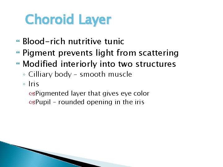 Choroid Layer Blood-rich nutritive tunic Pigment prevents light from scattering Modified interiorly into two