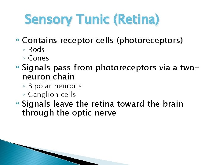 Sensory Tunic (Retina) Contains receptor cells (photoreceptors) ◦ Rods ◦ Cones Signals pass from