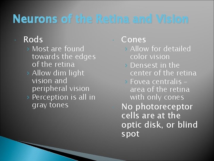 Neurons of the Retina and Vision Rods › Most are found towards the edges