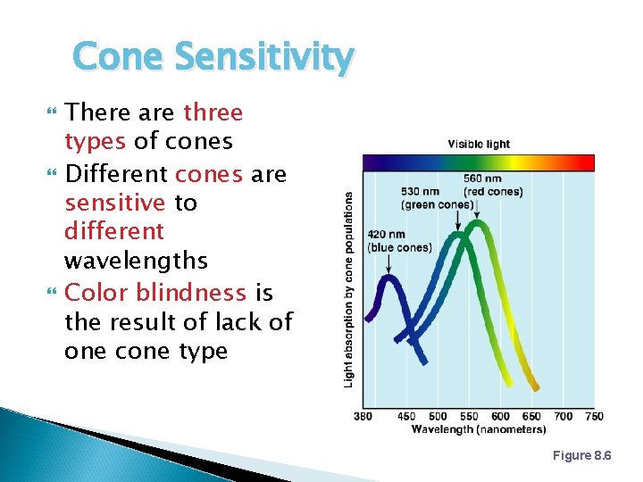 Cone Sensitivity There are three types of cones Different cones are sensitive to different