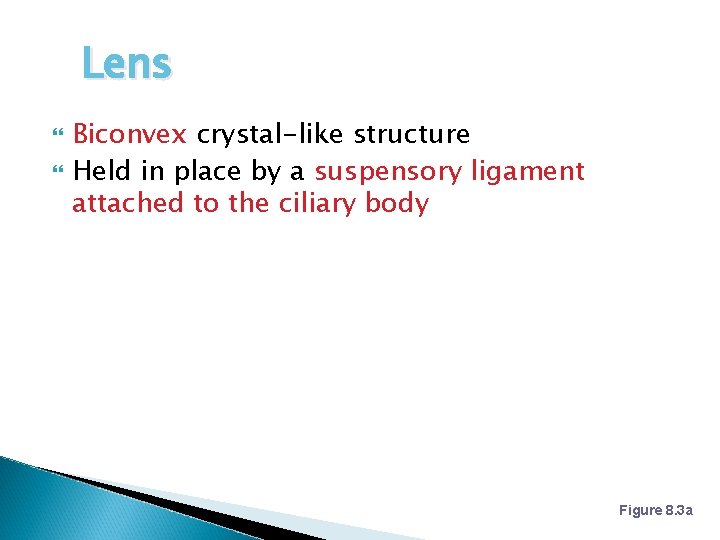 Lens Biconvex crystal-like structure Held in place by a suspensory ligament attached to the