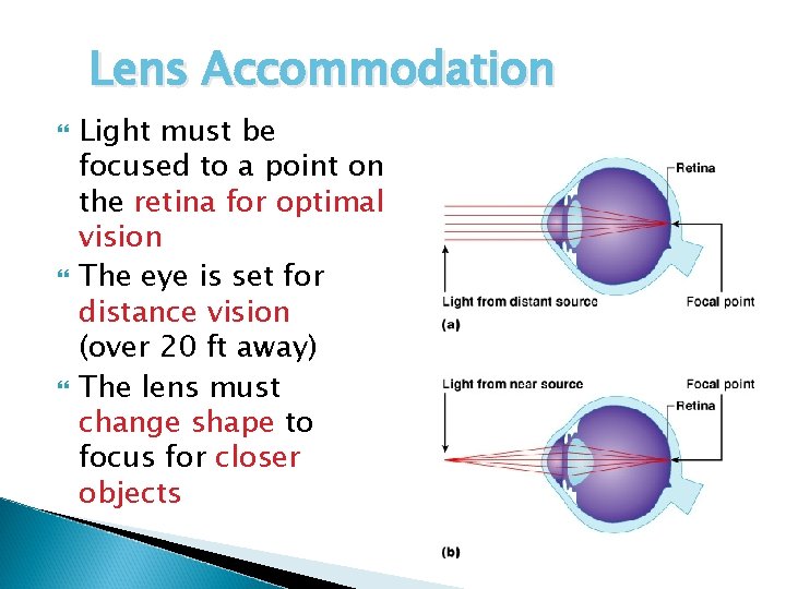 Lens Accommodation Light must be focused to a point on the retina for optimal