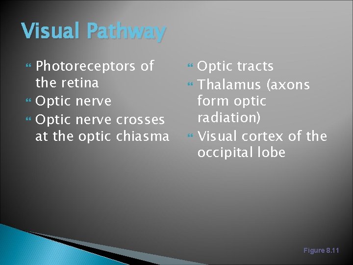 Visual Pathway Photoreceptors of the retina Optic nerve crosses at the optic chiasma Optic