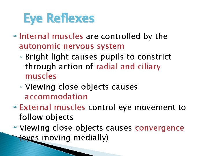 Eye Reflexes Internal muscles are controlled by the autonomic nervous system ◦ Bright light