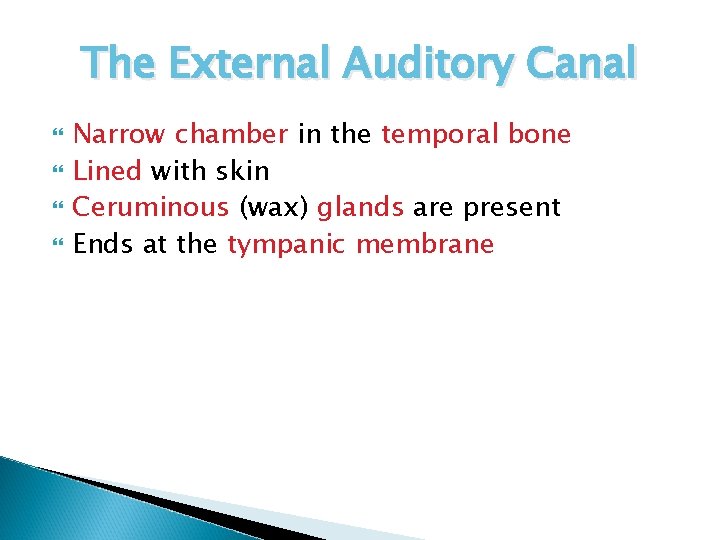 The External Auditory Canal Narrow chamber in the temporal bone Lined with skin Ceruminous