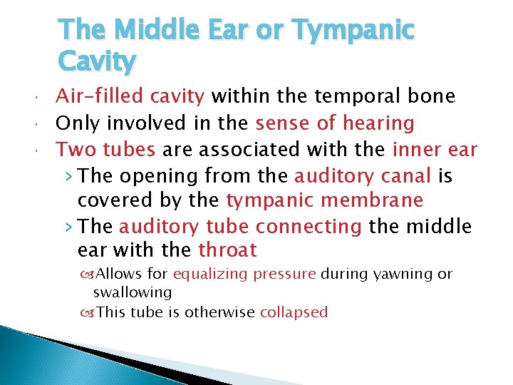 The Middle Ear or Tympanic Cavity Air-filled cavity within the temporal bone Only involved