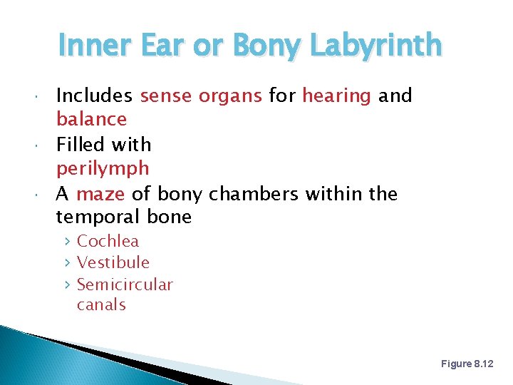 Inner Ear or Bony Labyrinth Includes sense organs for hearing and balance Filled with