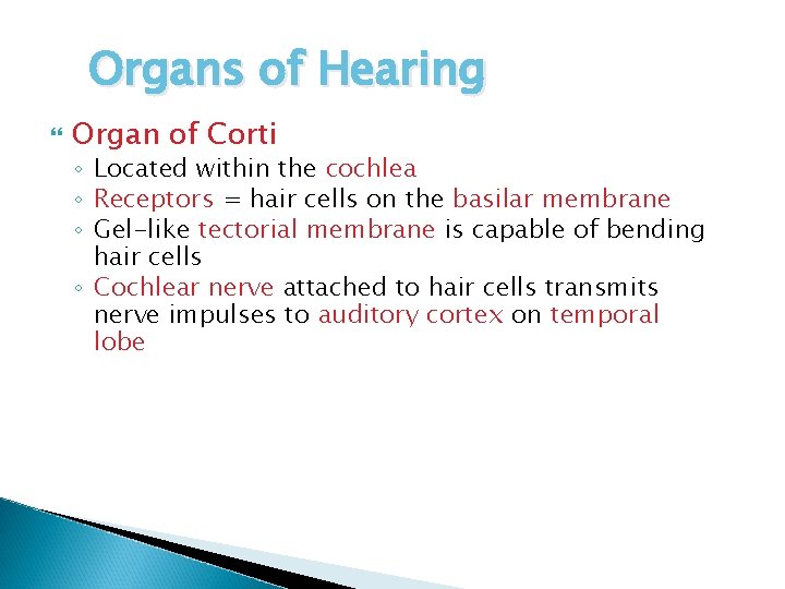 Organs of Hearing Organ of Corti ◦ Located within the cochlea ◦ Receptors =