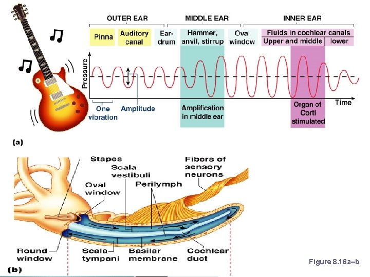 Mechanisms of Hearing Figure 8. 16 a–b 