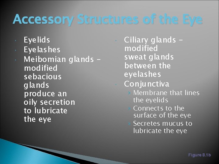 Accessory Structures of the Eyelids Eyelashes Meibomian glands – modified sebacious glands produce an