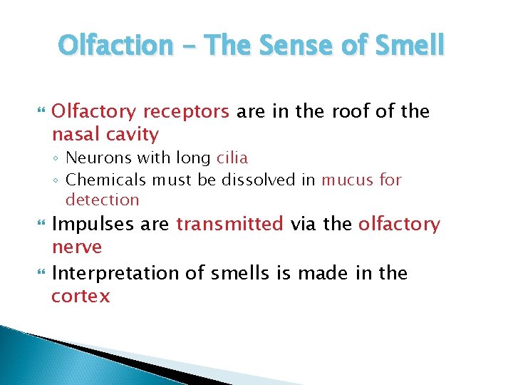 Olfaction – The Sense of Smell Olfactory receptors are in the roof of the