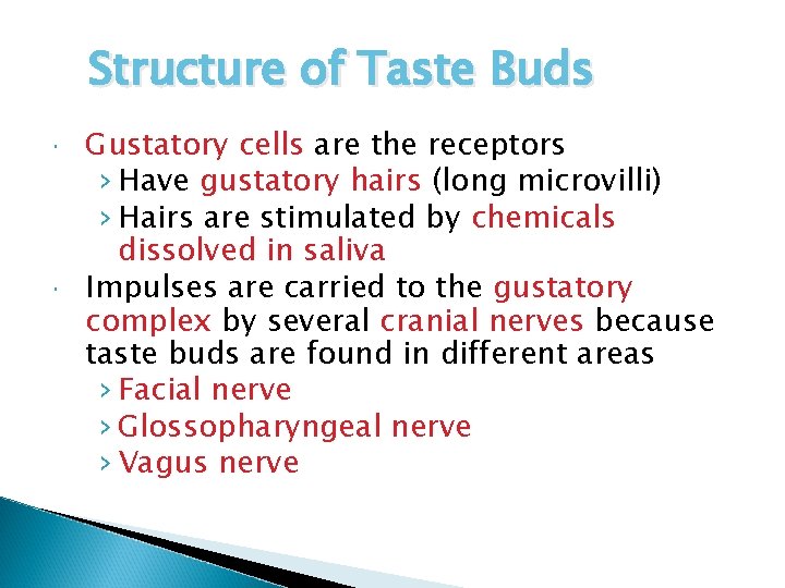 Structure of Taste Buds Gustatory cells are the receptors › Have gustatory hairs (long