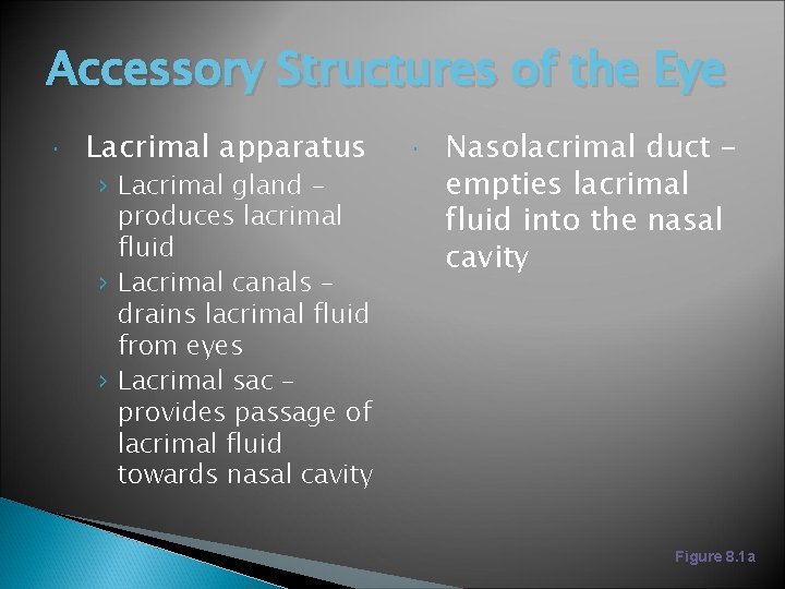 Accessory Structures of the Eye Lacrimal apparatus › Lacrimal gland – produces lacrimal fluid