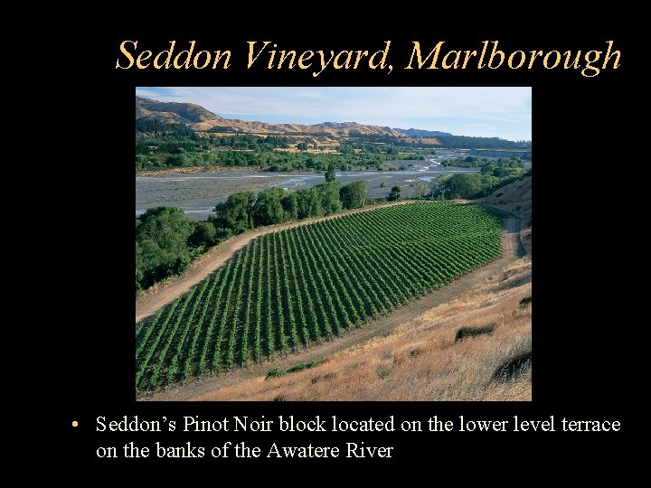 Seddon Vineyard, Marlborough • Seddon’s Pinot Noir block located on the lower level terrace