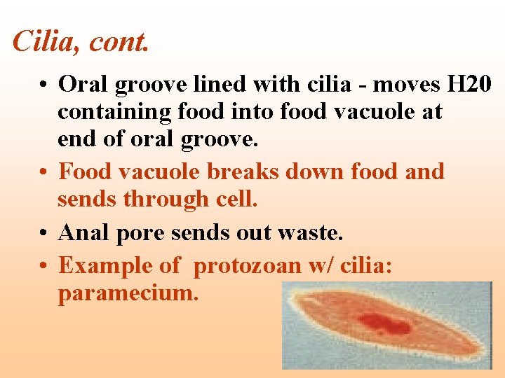 Cilia, cont. • Oral groove lined with cilia - moves H 20 containing food