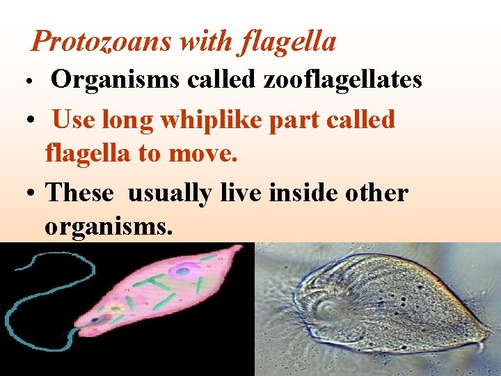 Protozoans with flagella Organisms called zooflagellates • Use long whiplike part called flagella to
