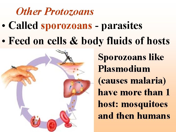 Other Protozoans • Called sporozoans - parasites • Feed on cells & body fluids