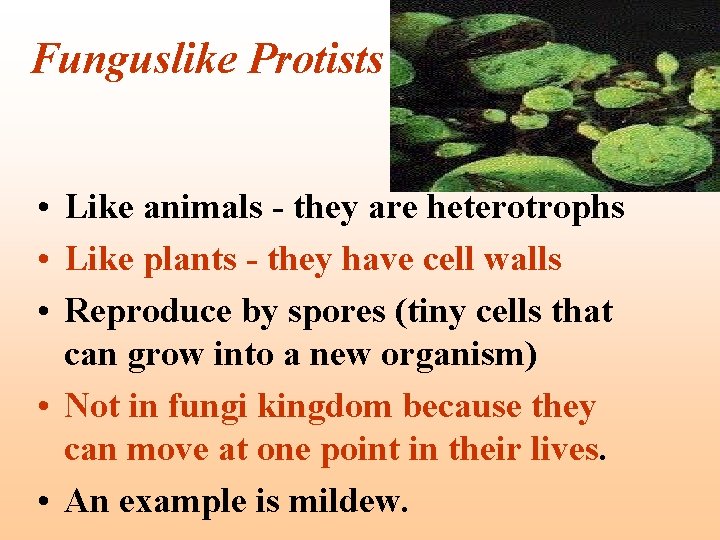 Funguslike Protists • Like animals - they are heterotrophs • Like plants - they