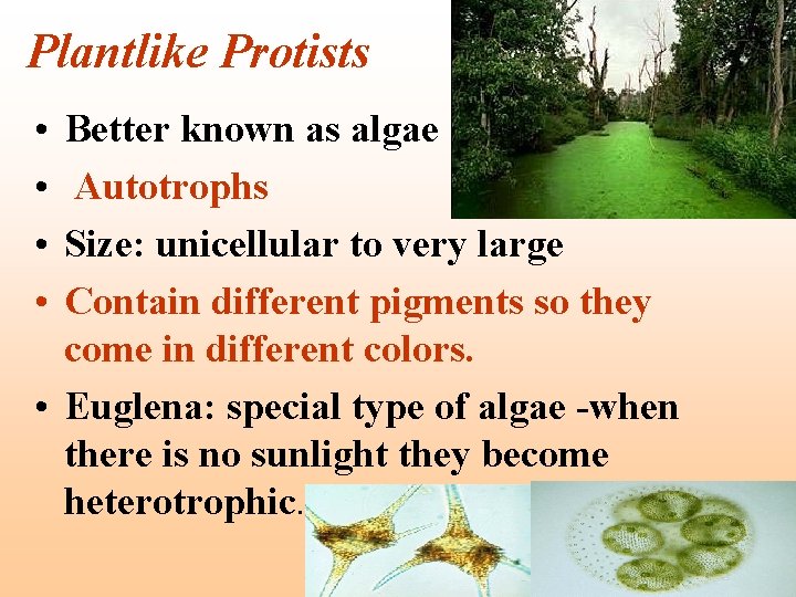 Plantlike Protists • • Better known as algae Autotrophs Size: unicellular to very large